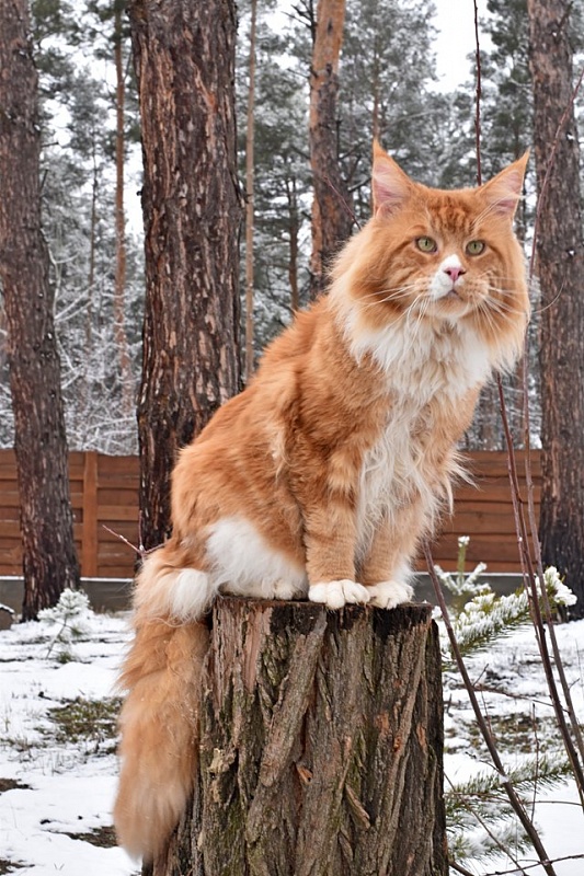 Justcoon's Ta Bas Co - maine-coon