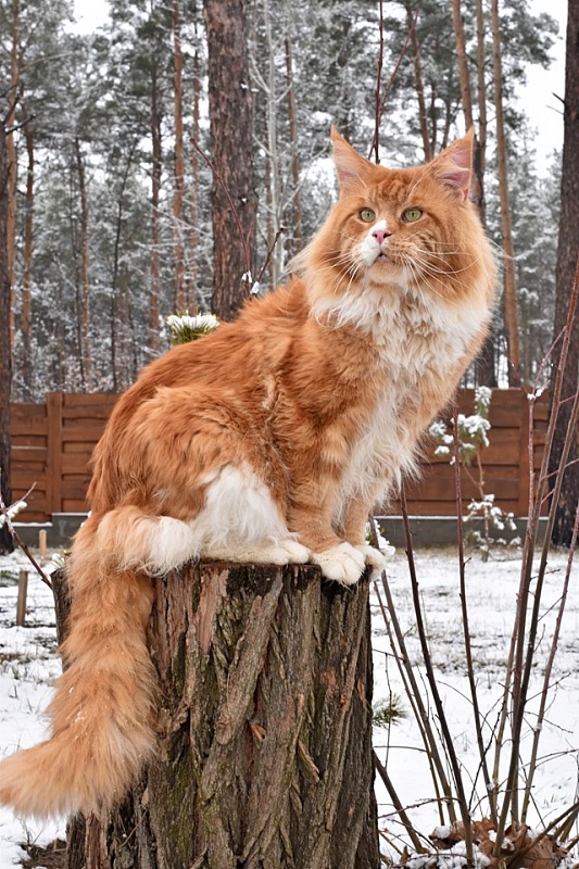 Justcoon's Ta Bas Co - maine-coon