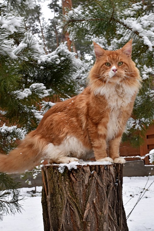 Justcoon's Ta Bas Co - maine-coon