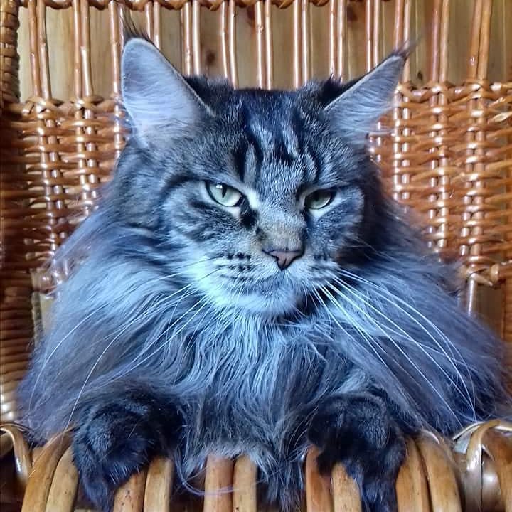 Elza Victoriya Armany - мейн-кун