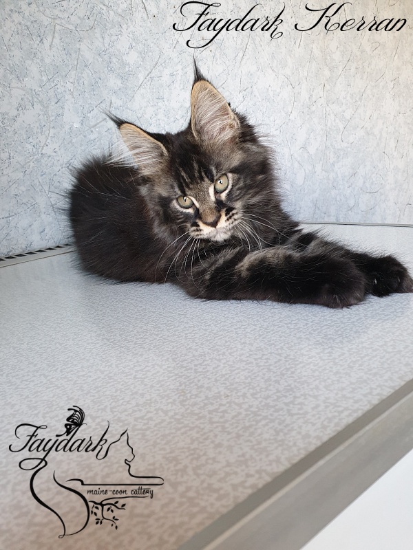 Faydark Kerran - Кошеня мейн-кун 2,5 місяця