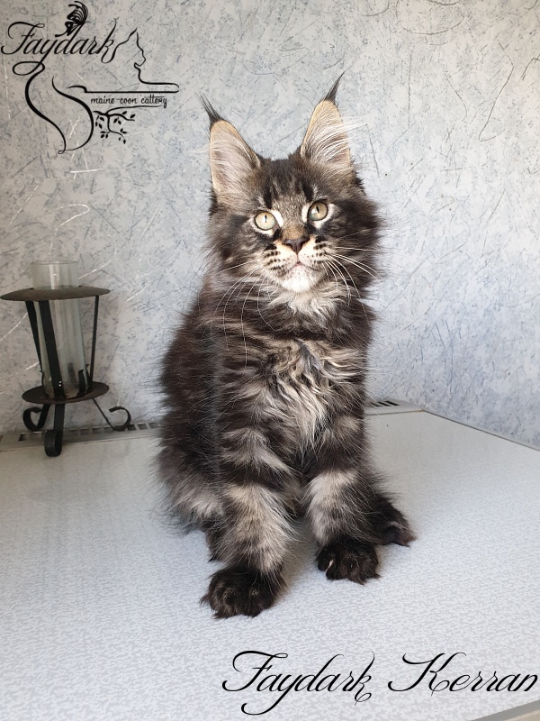 Faydark Kerran - Кошеня мейн-кун 2,5 місяця