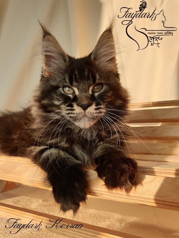 Faydark Kerran - Кошеня мейн-кун 2 місяця 3,5 тижні