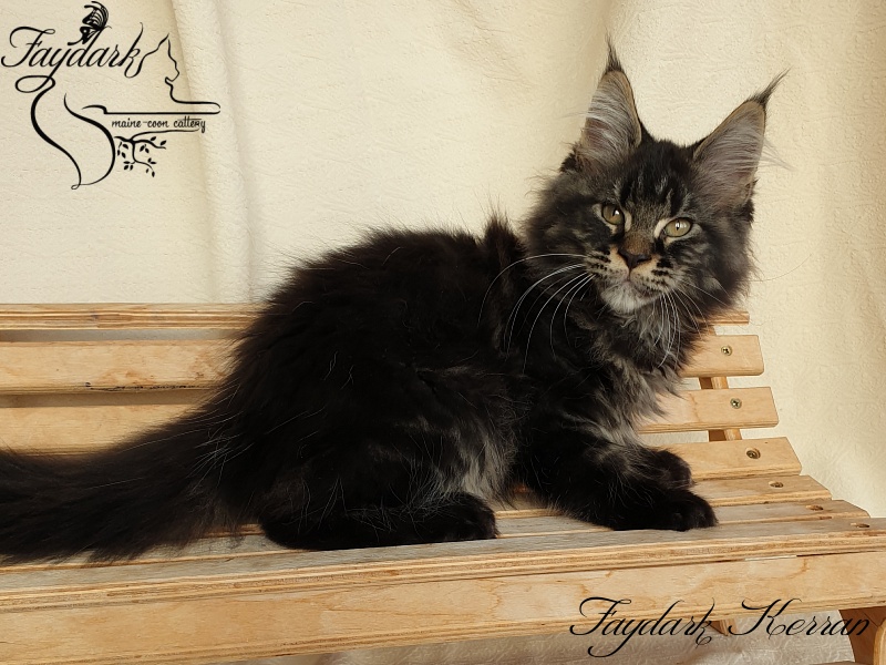 Faydark Kerran - Кошеня мейн-кун 2 місяця 3,5 тижні