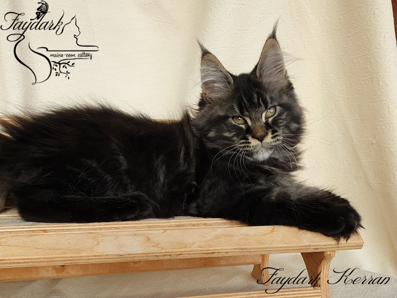 Faydark Kerran - Кошеня мейн-кун 2 місяця 3,5 тижні