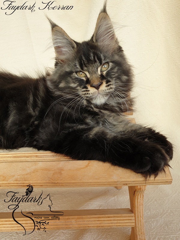 Faydark Kerran - Кошеня мейн-кун 2 місяця 3,5 тижні