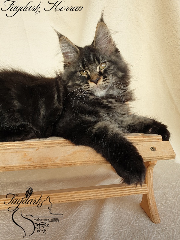 Faydark Kerran - Кошеня мейн-кун 2 місяця 3,5 тижні