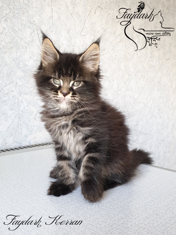 Faydark Kerran - Кошеня мейн-кун 1 місяць 3 тижні