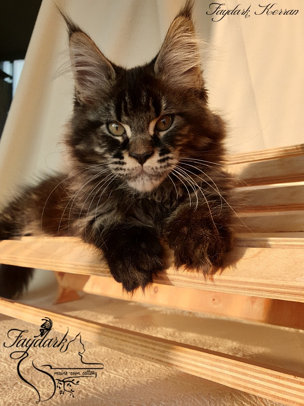 Faydark Kerran - Кошеня мейн-кун 2 місяця 3,5 тижні