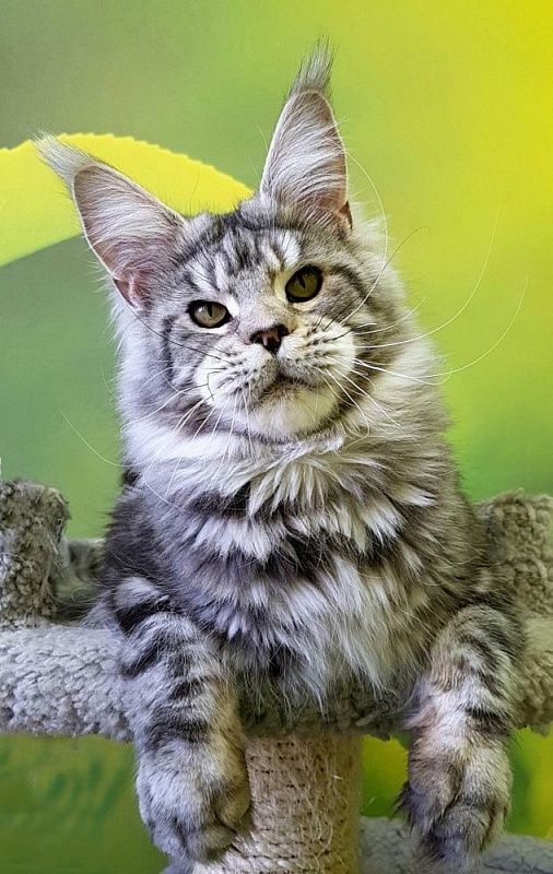 Wildbeautycoon's Zhigan - Faydark Maine-Coon Cattery