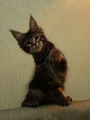 Wildbeautycoon's Moresca - maine-coon 03/12/2015