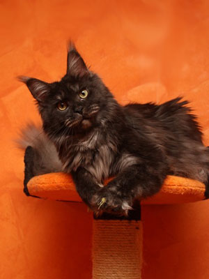 Mainelynx Zilli Gangstercat - мейн-кун 18.12.2012