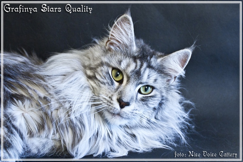 Grafinya Stars Quality - мейн-кун 20.06.2012