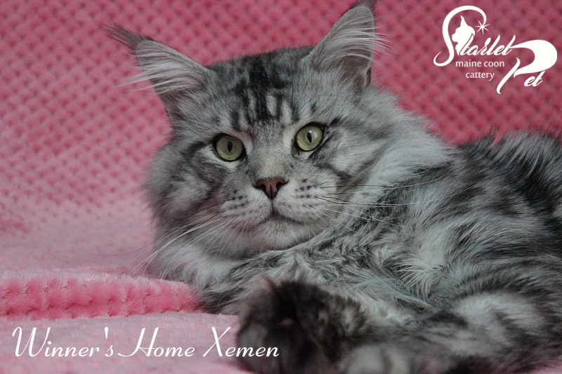 Winner's Home Xemen - Дорослий мейн-кун 2 роки 4 місяця 2,5 тижні