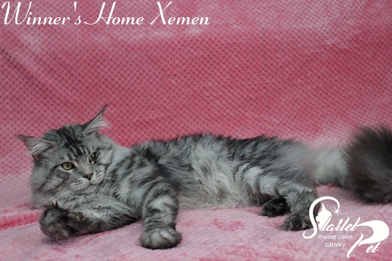 Winner's Home Xemen - Дорослий мейн-кун 2 роки 4 місяця 2,5 тижні