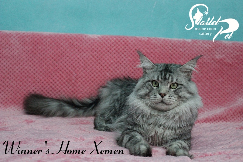Winner's Home Xemen - Дорослий мейн-кун 2 роки 4 місяця 2,5 тижні