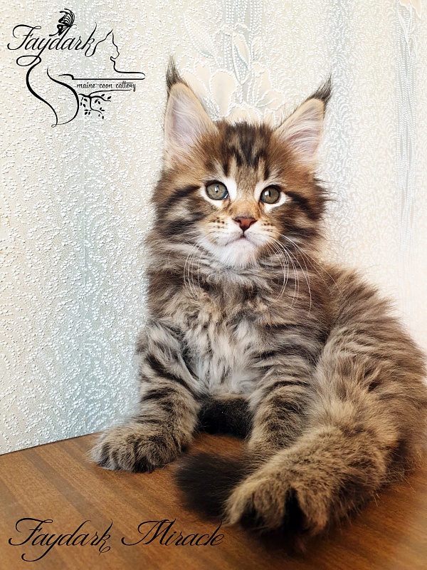Faydark Miracle - Котенок мейн-кун 1 месяц 2,5 недели