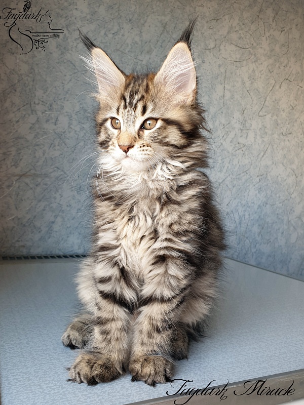 Faydark Miracle - Котенок мейн-кун 2 месяца 1,5 неделя