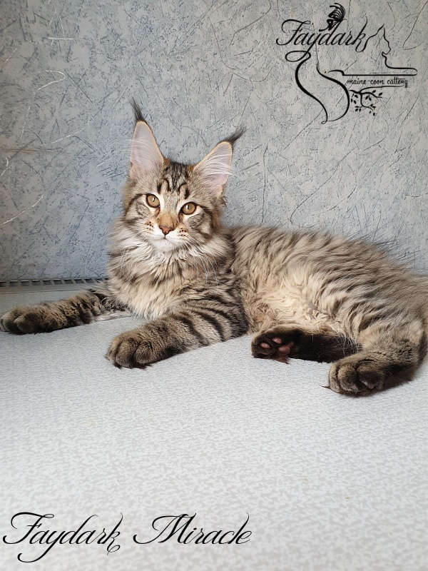 Faydark Miracle - Котенок мейн-кун 3 месяца 1,5 неделя