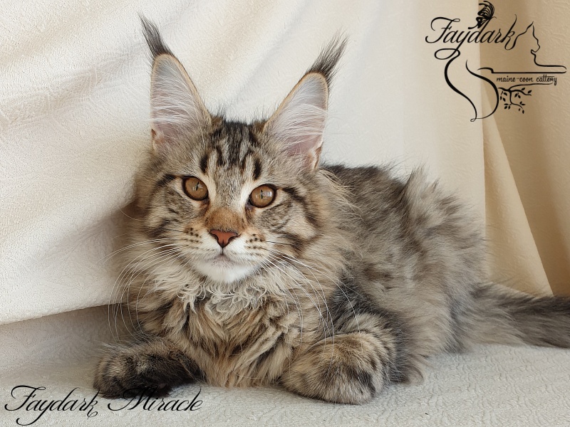 Faydark Miracle - Котенок мейн-кун 4 месяца 1 неделя