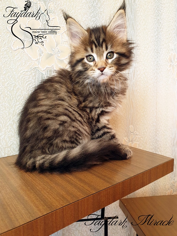 Faydark Miracle - Котенок мейн-кун 1 месяц 2,5 недели