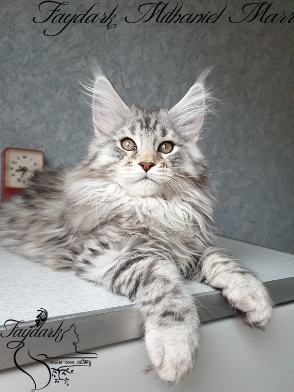 Faydark Mithaniel Marr - Котенок мейн-кун 2 месяца 3,5 недели