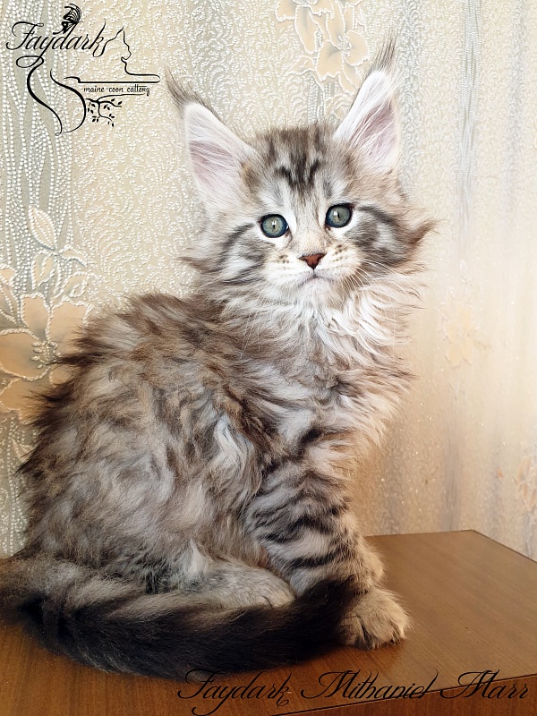 Faydark Mithaniel Marr - Котенок мейн-кун 1 месяц 2,5 недели