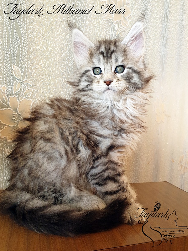 Faydark Mithaniel Marr - Котенок мейн-кун 1 месяц 2,5 недели