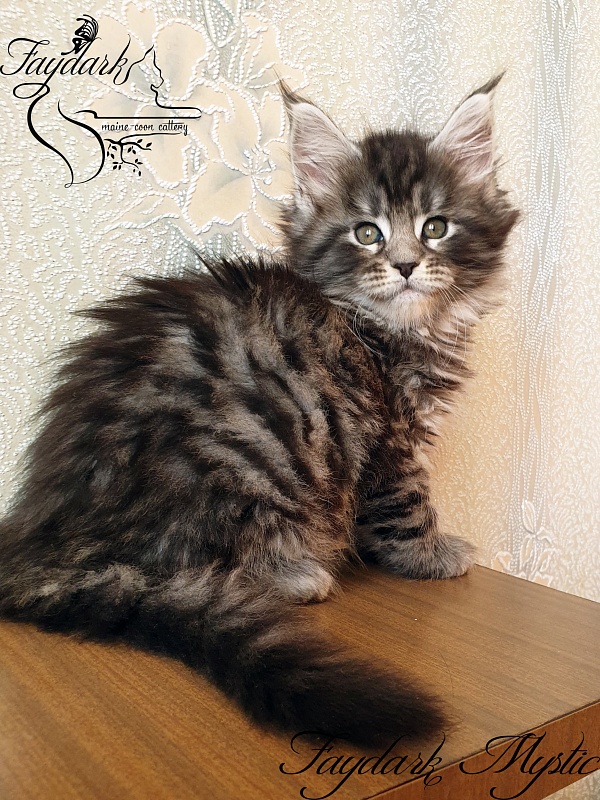 Faydark Mystic - Кошеня мейн-кун 1 місяць 2,5 тижні