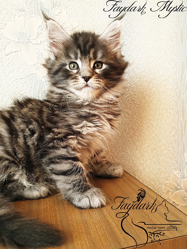 Faydark Mystic - Кошеня мейн-кун 1 місяць 2,5 тижні