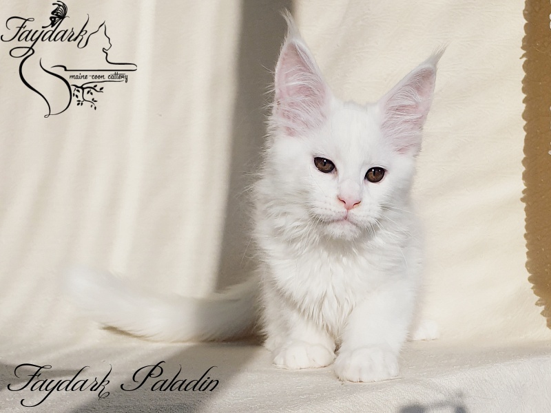 Faydark Paladin - Котенок мейн-кун 2,5 месяца