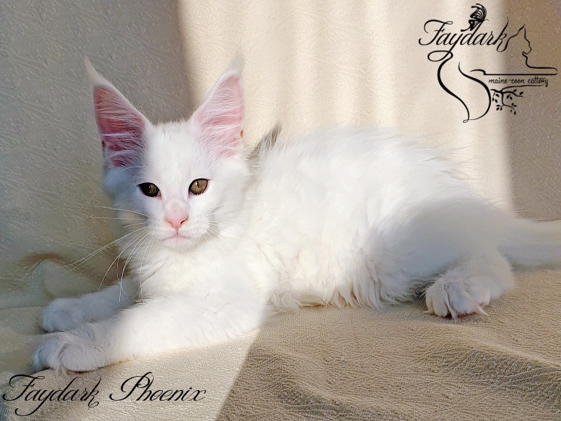 Faydark Phoenix - Кошеня мейн-кун 2,5 місяця