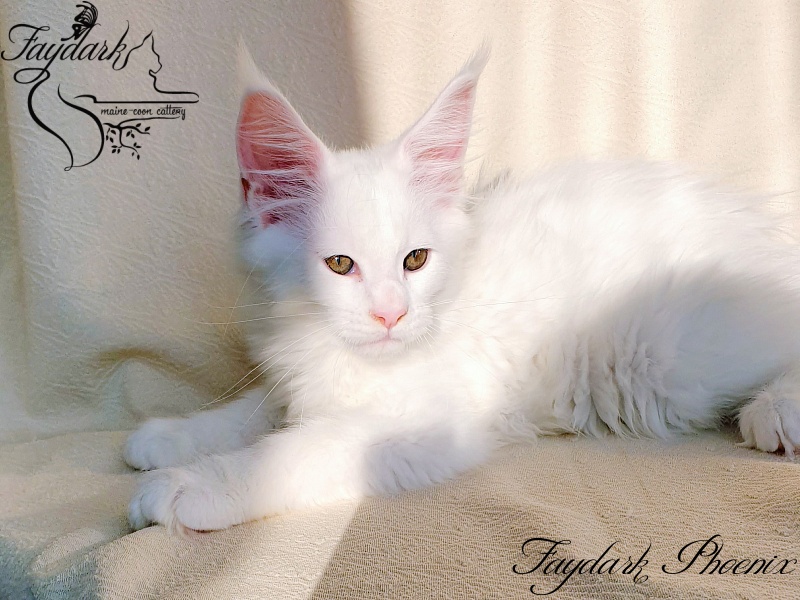 Faydark Phoenix - Кошеня мейн-кун 2,5 місяця