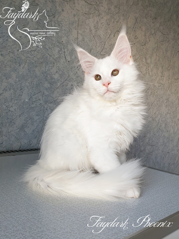 Faydark Phoenix - Кошеня мейн-кун 3 місяця 0,5 тижнів
