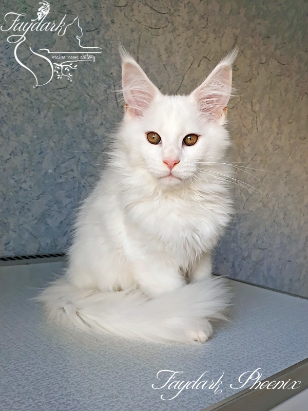 Faydark Phoenix - Кошеня мейн-кун 3 місяця 0,5 тижнів