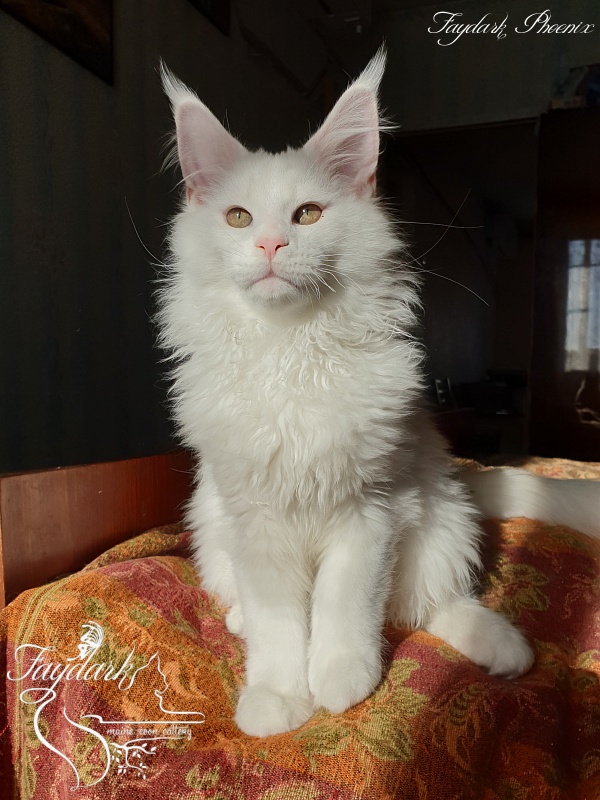 Faydark Phoenix - Кошеня мейн-кун 3 місяця 3,5 тижні