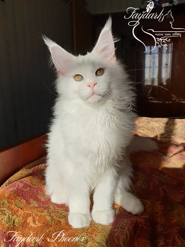 Faydark Phoenix - Кошеня мейн-кун 3 місяця 3,5 тижні