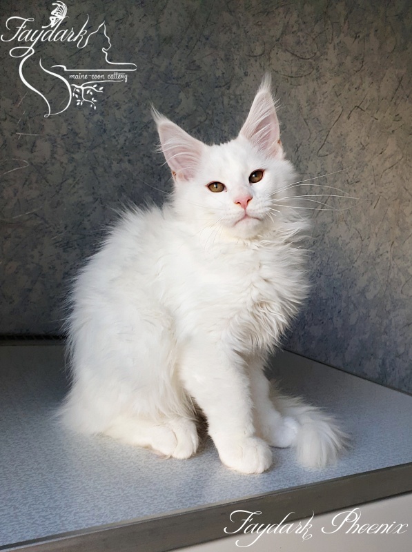 Faydark Phoenix - Кошеня мейн-кун 3 місяця 0,5 тижнів