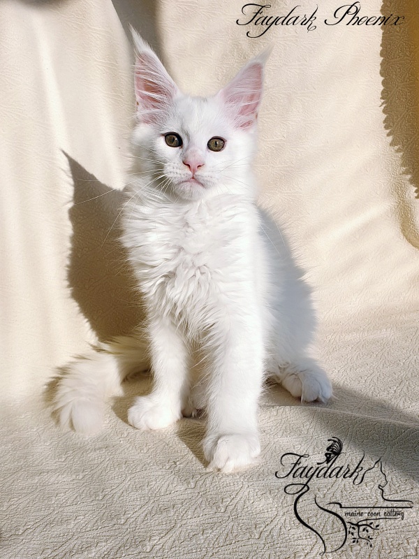 Faydark Phoenix - Кошеня мейн-кун 2,5 місяця