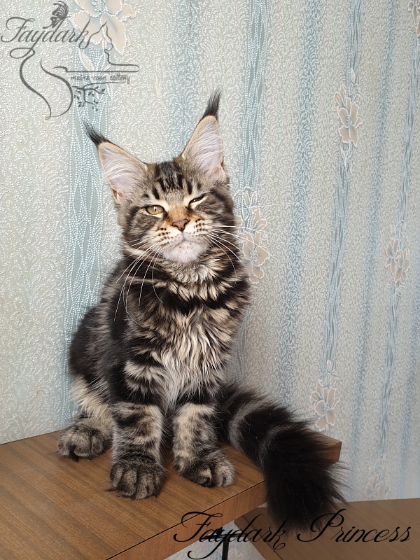 Faydark Princess - Котенок мейн-кун 3 месяца 3 недели
