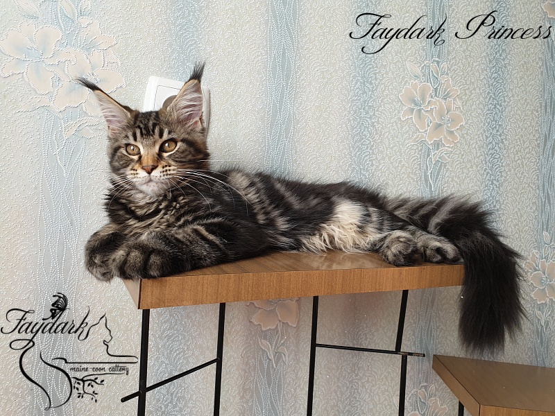 Faydark Princess - Котенок мейн-кун 3 месяца 3 недели