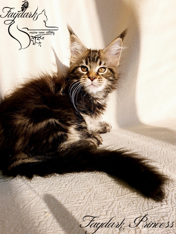 Faydark Princess - Котенок мейн-кун 2,5 месяца