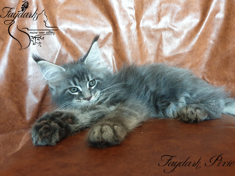 Faydark Pixie - Kitten maine-coon 2 months