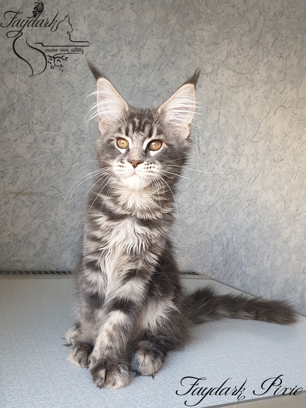 Faydark Pixie - Kitten maine-coon 3 months 0.5 weeks