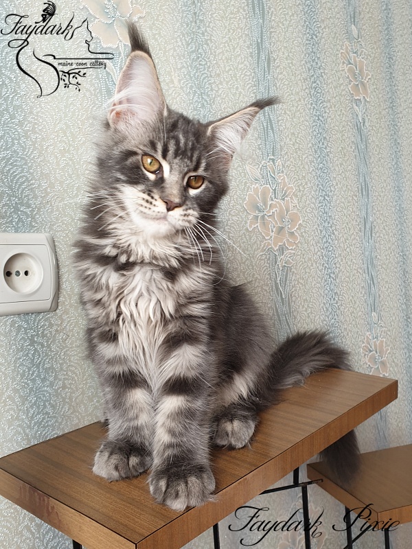Faydark Pixie - Kitten maine-coon 3 months 3 weeks