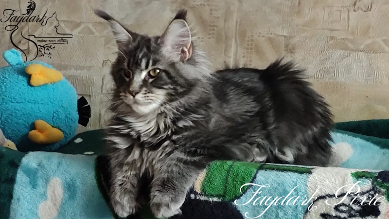 Faydark Pixie - Kitten maine-coon 5 months 2 weeks