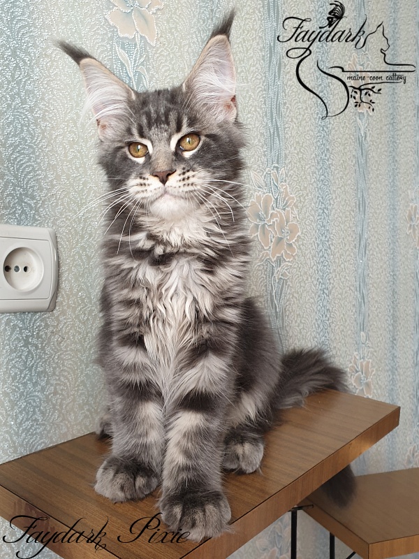 Faydark Pixie - Kitten maine-coon 3 months 3 weeks
