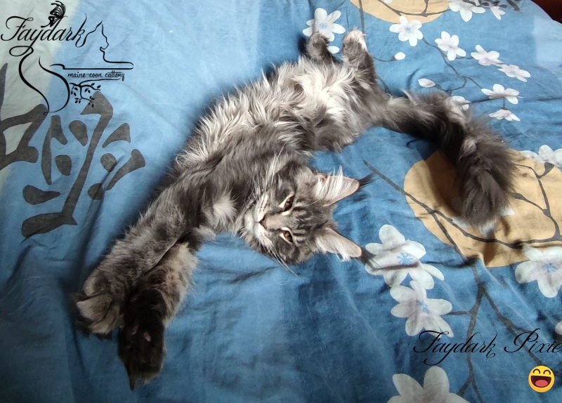 Faydark Pixie - Kitten maine-coon 5 months 2 weeks