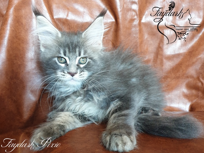 Faydark Pixie - Kitten maine-coon 2 months