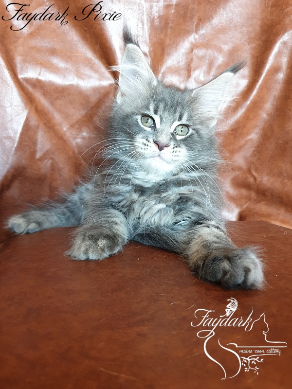 Faydark Pixie - Kitten maine-coon 2 months